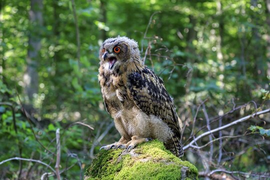 Eurasian eagle-owl (Bubo bubo), adult on lookout, hooting, Kasselburg, Eifel, Germany