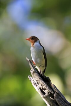 Yellow-billed cardinal (Paroaria capitata), young bird on the lookout, Pantanal, Mato Grosso, Brazil