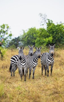 Four plains zebras (Equus quagga), Serengeti National Park, Tanzania