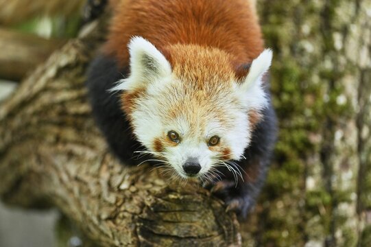 Red panda (Ailurus fulgens), captive, Switzerland