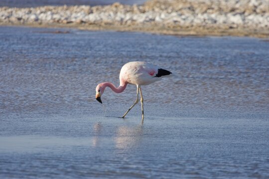Andean Flamingo (Phoenicopterus andinus), Reserva Nacional los Flamencos, Atacama Desert, Chile, South America