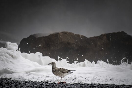 Seagull, surf, Reynisfjara lava beach, near V&iacute;k &iacute; M&yacute;rdal, south coast, Iceland