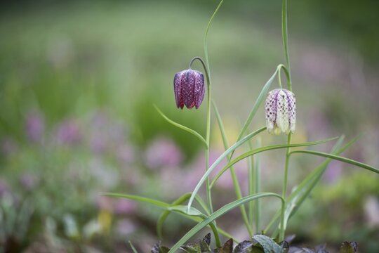 Snake's head fritillary (Fritillaria meleagris), Emsland, Lower Saxony, Germany