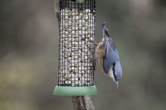 Nuthatch (Sitta europaea) at the feeder, Emsland, Lower Saxony, Germany