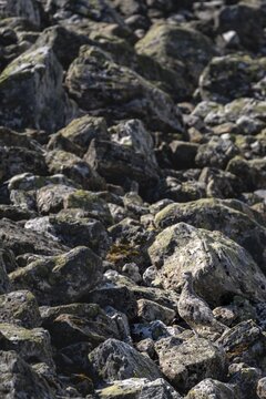 Camouflaged ptarmigan (Lagopus) in the rocky highlands, Aurland, Norway