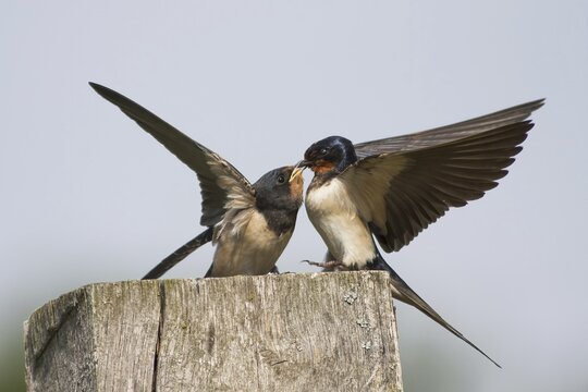 Barn swallow (Hirundo rustica) feeding young bird on wooden post, Hesse, Germany