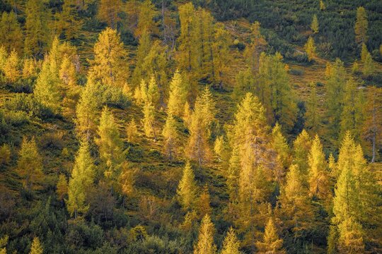Yellow larches in autumn, Eng, Hinterri&szlig; municipality, Karwendel mountains, Karwendel Alpine Park, Tyrol, Austria
