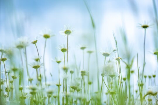 Marguerite (Leucanthemum) in front of white-blue sky, frog perspective, Bavaria, Germany