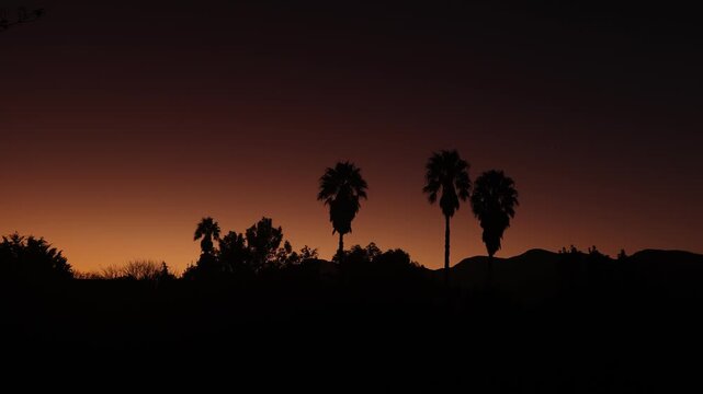 silhouette of palm trees against brilliant sunset, Stanford, South Africa