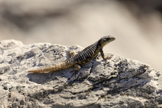 Cape Fur Lizard (Cordylus cordylus), adult, on rocks, sunbathing, alert, Stony Point, Betty's Bay, Western Cape, South Africa