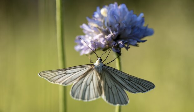 Black-veined white ( Aporia crataegi) on purple blossom, Perlacher Forst, Upper Bavaria, Bavaria, Germany