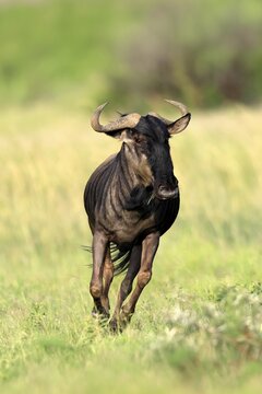 Blue wildebeest (Connochaetes taurinus), adult, jumping, running, Pilanesberg National Park, North West Province, South Africa