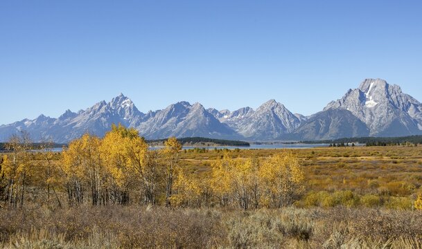 Mountain panorama with Mount Moran and Grand Teton peaks, Autumn landscape, yellow coloured aspens (Populus tremula) and bushes, Willow Flats Overlook, Teton Range mountain range, Grand Teton National Park, Wyoming, USA