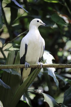 Pied Imperial Pigeon (Ducula bicolor), adult, sitting in a tree, captive, occurrence Australia