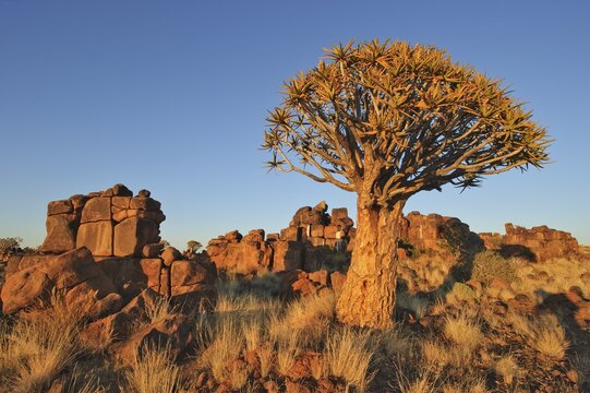 Quiver Tree (Aloe dichotoma) after sunset in the Quiver Tree forest at the Garas Camp, near Keetmanshoop, Namibia, Africa