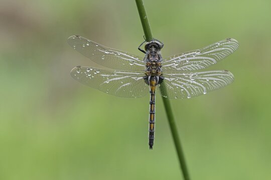 Ruby Whiteface (Leucorrhinia rubicunda) Emsland, Lower Saxony, Germany