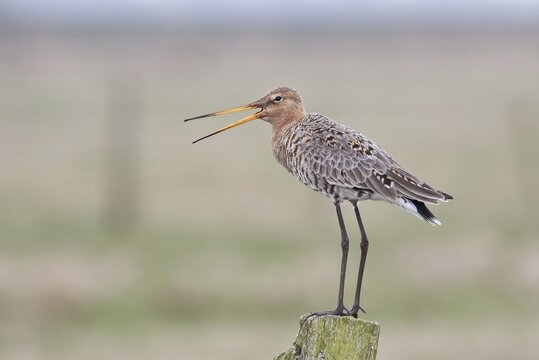 Black-tailed Godwit (Limosa limosa) standing on a wooden pole, Texel, West Frisian Islands, province of North Holland, The Netherlands