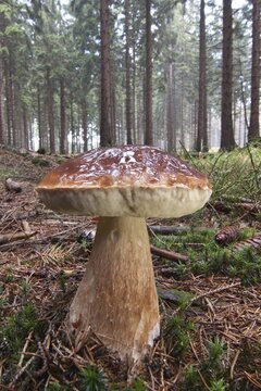 King Bolete or Cep (Boletus edulis) growing in a forest, North Hesse, Hesse, Germany