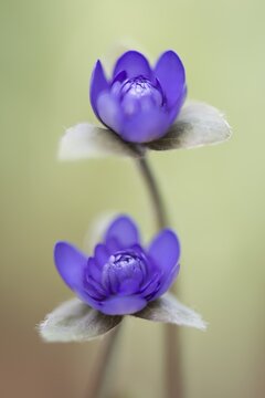 Anemone hepatica (Hepatica nobilis), Emsland, Lower Saxony, Germany