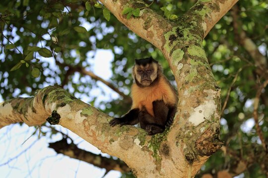 Tufted capuchin (Cebus apella), adult monkey in a tree, Pantanal, Mato Grosso, Brazil