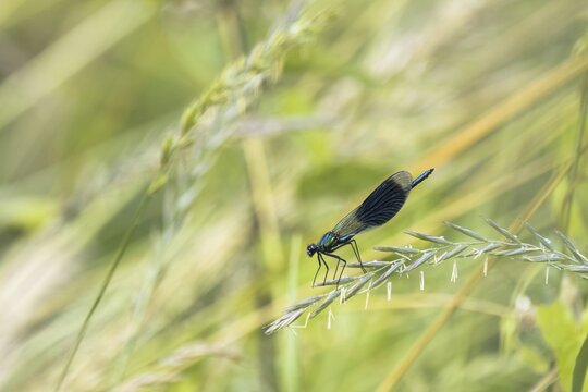 Banded demoiselle (calopteryx splendens), male, sitting on grass, Hesse, Germany
