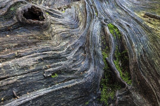 Structures in the weathered wood on a dead tree trunk, Sababurg primeval forest, Reinhardswald nature park Park, Hesse, Germany