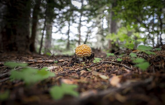 Fly agaric (Amanita muscaria), on forest floor, Canada