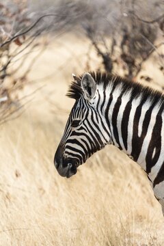 Burchell's Zebra (Equus burchellii), Etosha National Park, Namibia