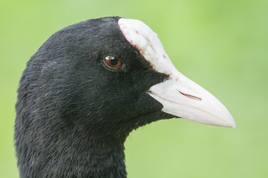 Common Coot (Fulica atra), portrait, North Hesse, Hesse, Germany