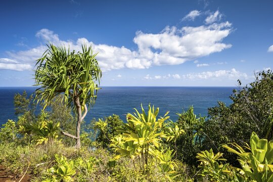 Vegetation along the Kalalau Trail, Nā Pali Coast, Napali Coast, Kauai, Hawaii, USA