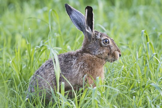 European hare (Lepus europaeus), Emsland, Lower Saxony, Germany