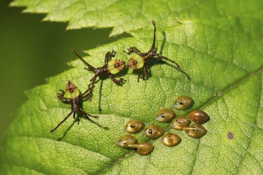 Box bug (Gonocerus acuteangulatus), three freshly hatched larvae and eggs on rose leaf