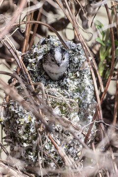 Long-tailed Tit (Aegithalos caudatus) at the nest, North Rhine-Westphalia, Germany