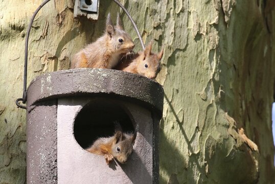Three young squirrels (Sciurus vulgaris) on owl nesting box, Hesse, Germany