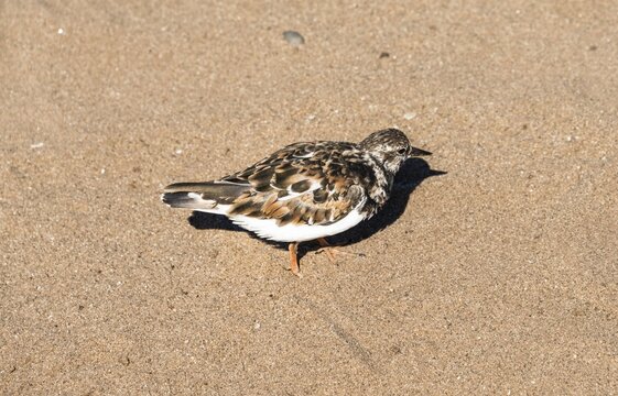 Plover (Charadrius sp.) in the sand, Namibia