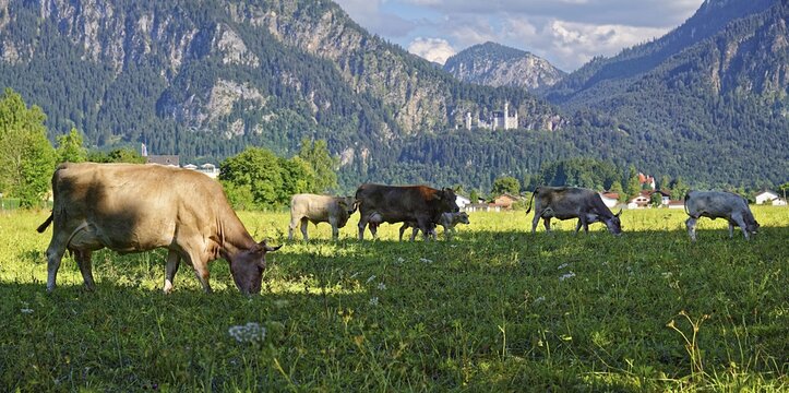Herd of cattle in a lush meadow in front of the fairytale castle Neuschwannstein, Schwangau, F&uuml;ssen, Bavaria, Germany
