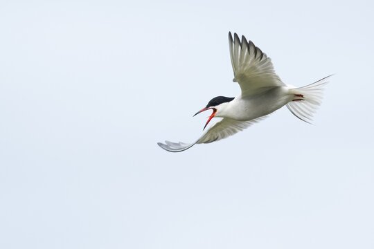 Common tern (Sterna hirundo), calling in flight, Texel, North Holland, Netherlands