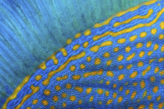 Dorsal fin and scales of blue stripe triggerfish (Pseudobalistes fuscus), detail, Red Sea, Fury Shoals, Egypt
