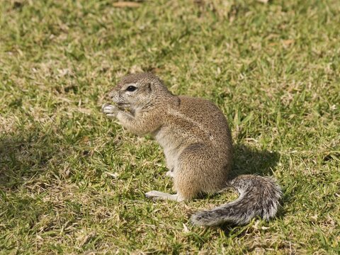Cape Ground Squirrel (Xerus inauris) at the camping site in the Waterberg National Park, Namibia, Africa