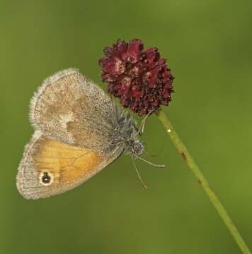 Small heath (Coenonympha pamphilus) on Gro&szlig;er Wiesenknopf (Sanguisorba officinalis), Bad Hersfeld, Hesse, Germany