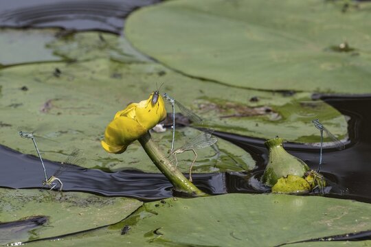 Azure damselflies (Coenagrion puella) laying eggs, Emsland, Lower Saxony, Germany