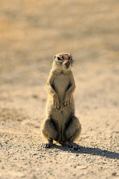 Cape ground squirrel (Xerus inauris), adult, standing upright, vigilant, Mountain Zebra National Park, Eastern Cape, South Africa