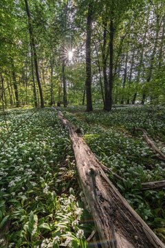 Mixed deciduous forest in spring, flowering Ramsons (Allium ursinum) and deadwood on forest floor, Perlacher Forst, Bavaria, Germany