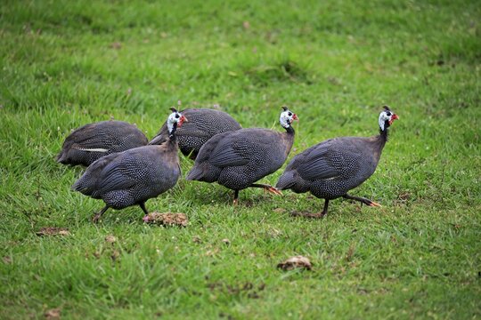 Helmeted guineafowl (Numida meleagris), group, foraging, Pantanal, Mato Grosso, Brazil