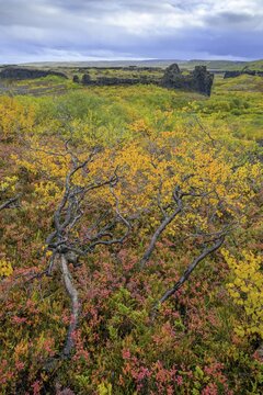 Colourful autumn colours at the basalt formations of Hl&oacute;&eth;aklettar, Vesturdalur in Asbyrgi NP, Nor&eth;urland eystra, Iceland