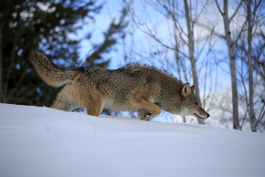 Coyote (Canis latrans), adult, in winter, in snow, foraging, captive, Montana, North America, USA