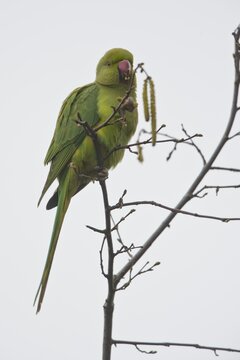 Rose-ringed parakeet (Psittacula krameri), Rhineland-Palatinate, Germany