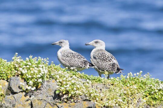 Young Great Black-backed Gull (Larus marinus), hike at Fuglabjagarnes, northeastern coast, Vopnafjoer&eth;ur, Iceland, Europe