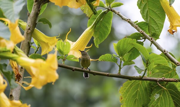 Olive-bellied Sunbird (Cinnyris chloropygius), female sitting on a branch between yellow flowers, Mgahinga Gorilla National Park, Western Region, Uganda