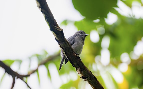 Mountain Drongo Flycatcher (Melaenornis fischeri) sitting on a branch, Mgahinga Gorilla National Park, Western Region, Uganda